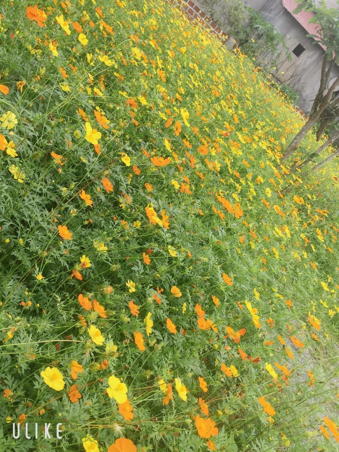 Sunshine Homestay Phong Nha Buitenkant foto