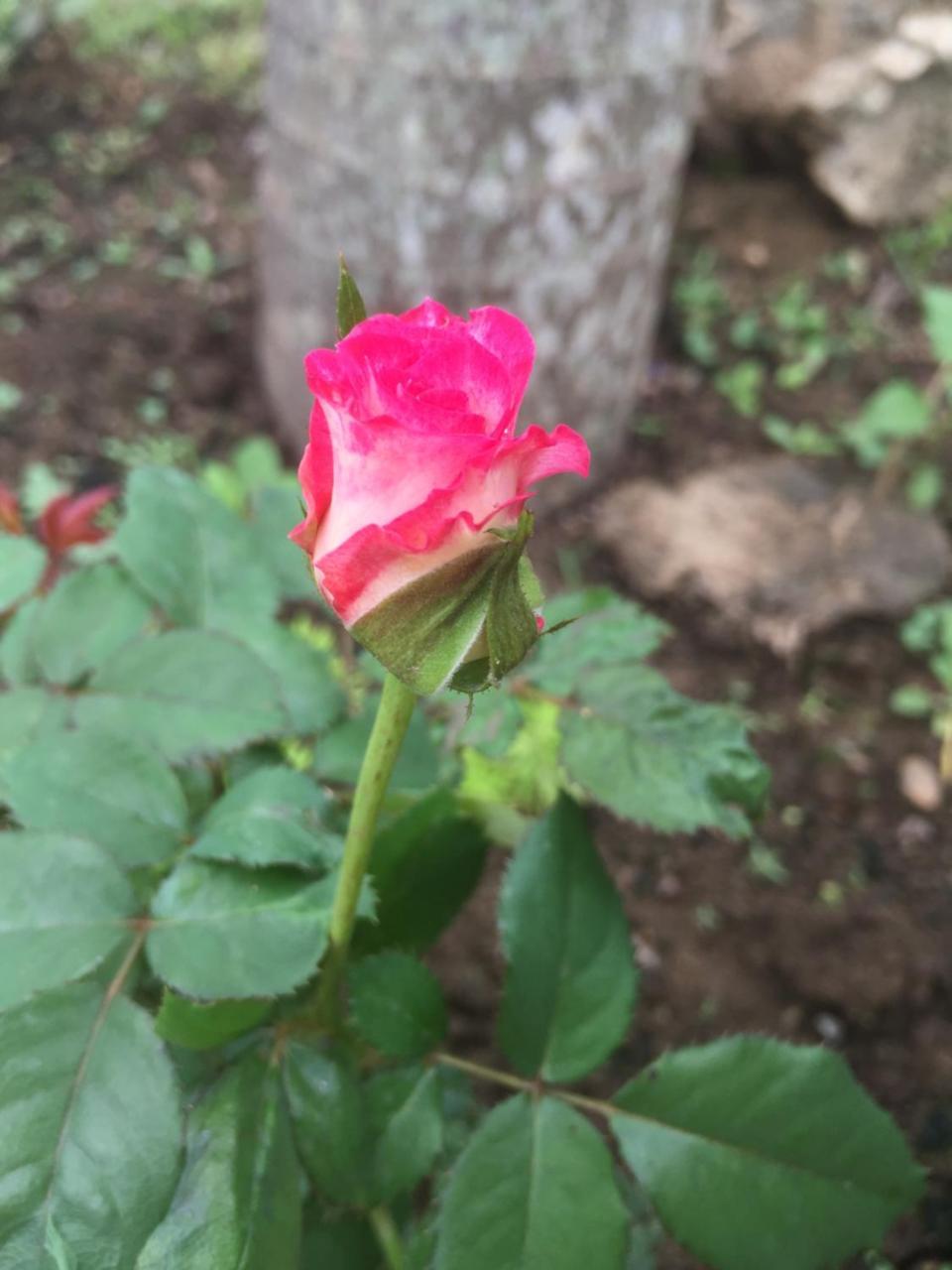 Sunshine Homestay Phong Nha Buitenkant foto